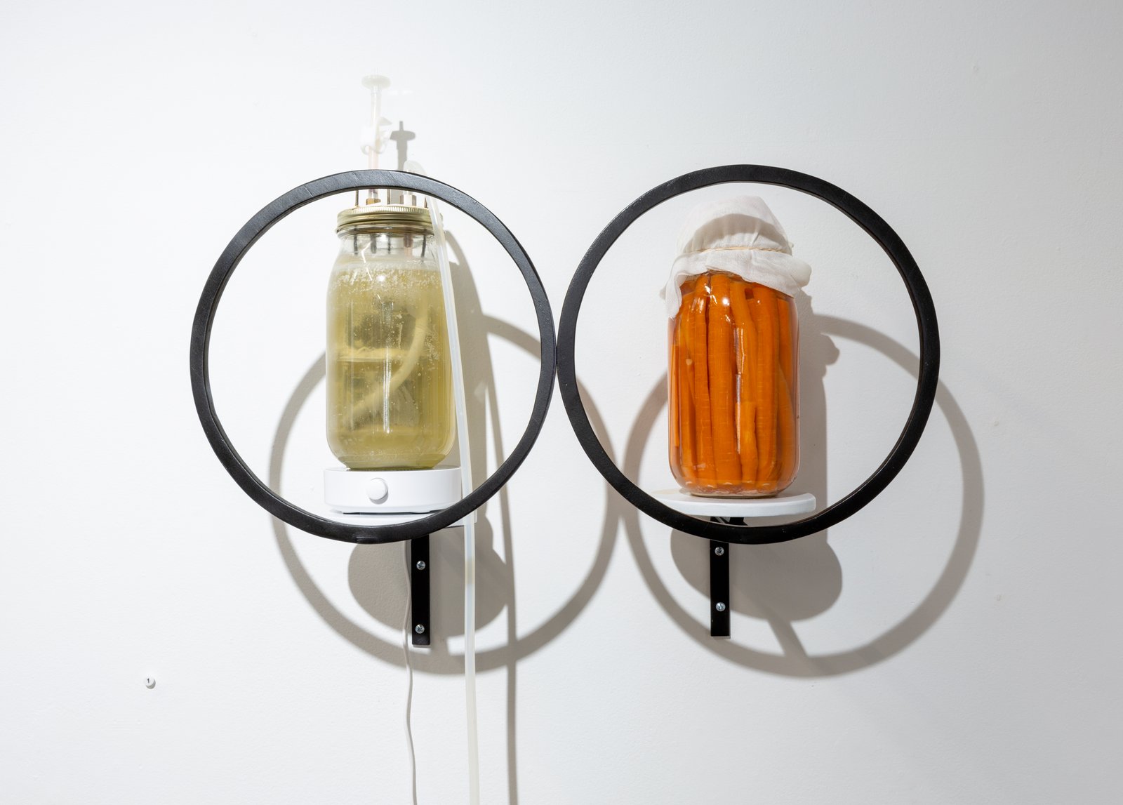 Two two liter mason jars are mounted on small shelves behind floating black circles like clock faces. The jar on the left sits on a magnetic stirrer, and spouts a tube and vent from its screwed on top. Two shelves float with small cylinders in a yellow liquid inside. The jar on the right is packed tight with long ways sliced carrots and covered loosely with cheesecloth